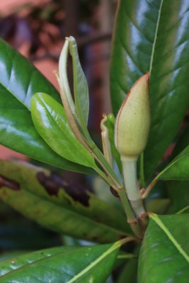 Magnolia grandiflora 'Edith Bouge' - šácholán - před rozkvětem
